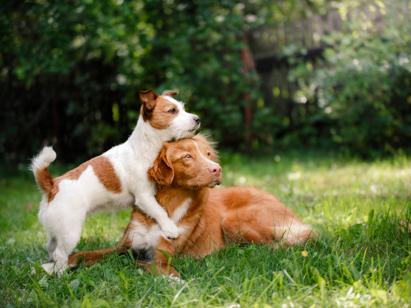 I cani sudano? La sudorazione negli animali Amici e Natura iTALIA I cani sudano? La sudorazione negli animali Amici e Natura iTALIA